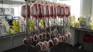 The latest in doping comes from a marine worm, is undetectable and could be in the peloton for a couple of years