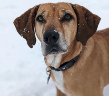 Tu chien peut maintenant avoir un compte Strava et être suivi avec ce collier intelligent