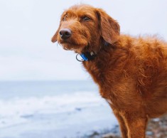 Tu chien peut maintenant avoir un compte Strava et être suivi avec ce collier intelligent