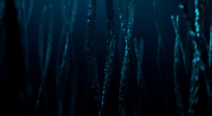 What's going on in Orbea?