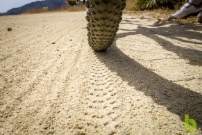 New MSC Gravel tyres: grip and durability to devour unpaved kilometres
