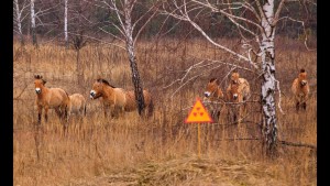 Abren una ruta ciclista por las zonas de exclusión de Chernobyl