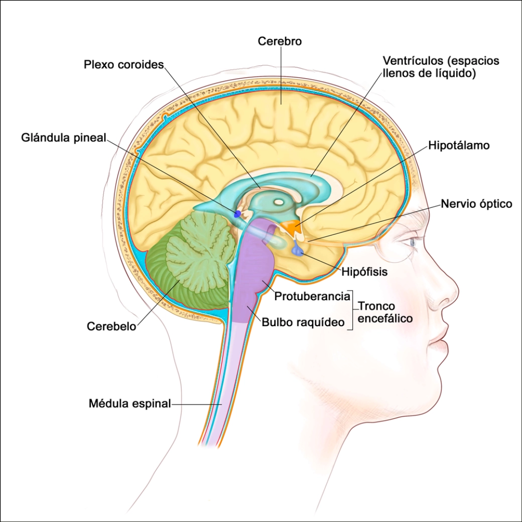 Benefits of growth hormone and how to stimulate it