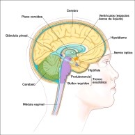 Benefits of growth hormone and how to stimulate it