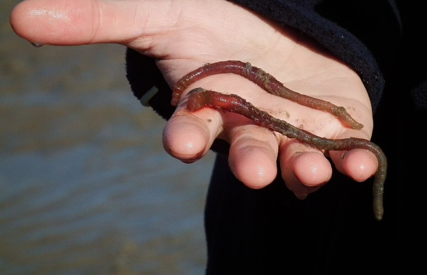 Super EPO: why the discussion about doping with marine worms is resurfacing