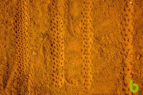 Neumáticos Pirelli Scorpion XC, una elección acertada en cualquier terreno