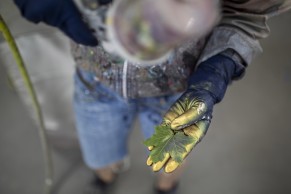 norco-juegos-olimpicos/