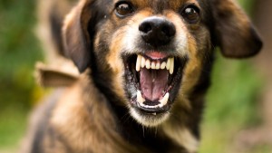 Por que os cães atacam os ciclistas? O que fazer e como evitar