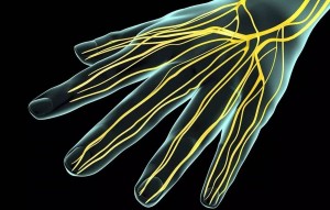 Neurodinamia ejercicios sencillos para evitar duerman las manos