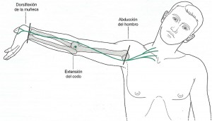 Ejercicio nervio mediano
