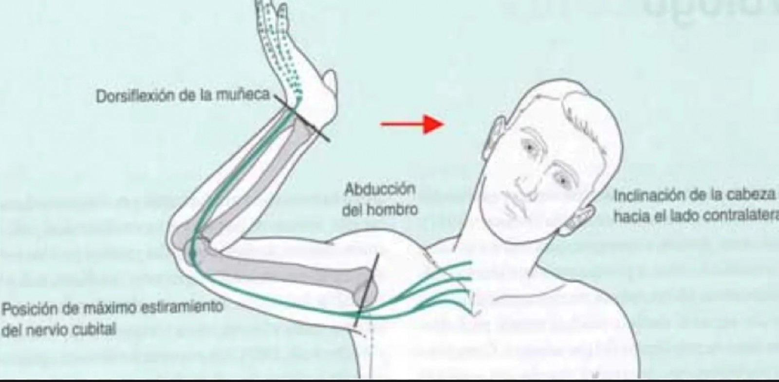 neurodinamia-ejercicios-sencillos-para-que-no-se-te-duerman-las-manos