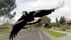 Las urracas están atacando a los ciclistas en el Mundial