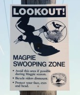 Las urracas están atacando a los ciclistas en el Mundial