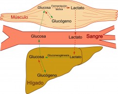 glucogeno-por-que-es-importante