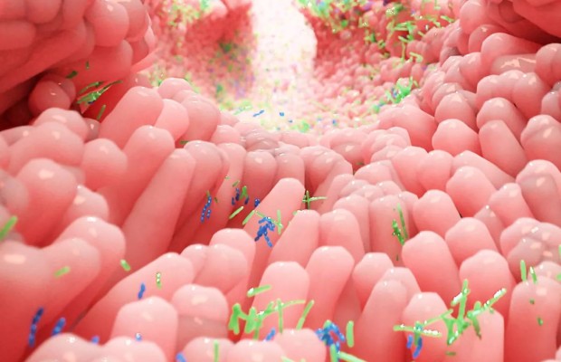 Microbiota e desempenho, as bactérias podem ajudá-lo a ser um ciclista melhor