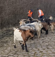 Por primera vez se están utilizando cabras para preparar la París Roubaix