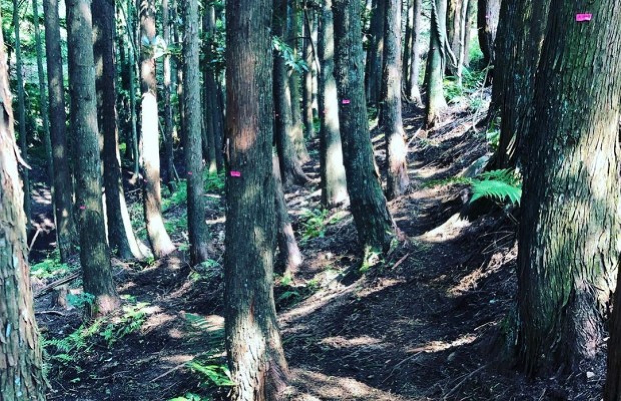 First images of the MTB circuit for the Tokyo Olympics