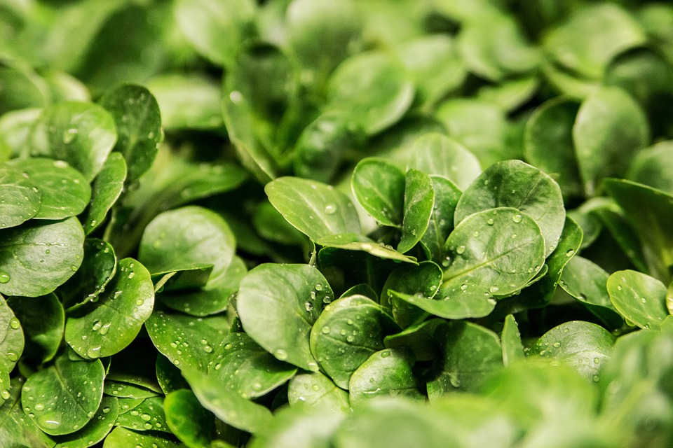 ensalada verde para combatir estrés