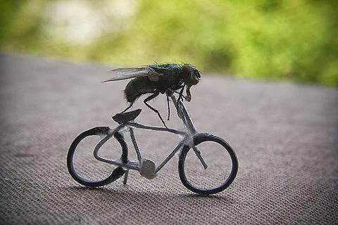 insectos bici