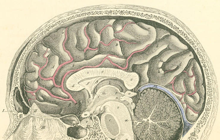 Cerebro