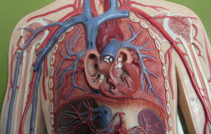 corazón