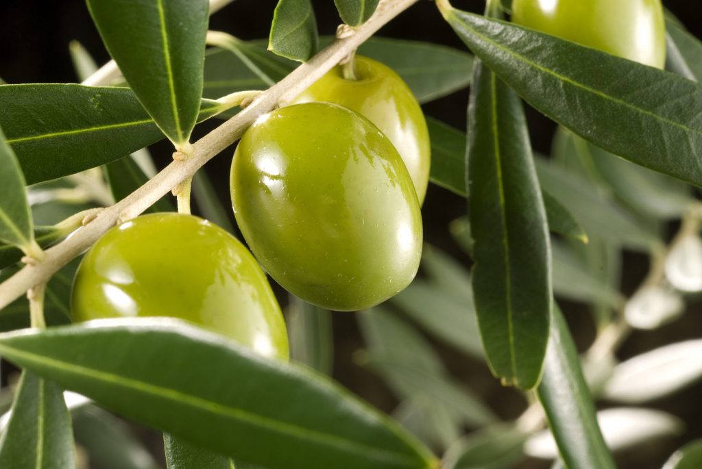 aceitunas